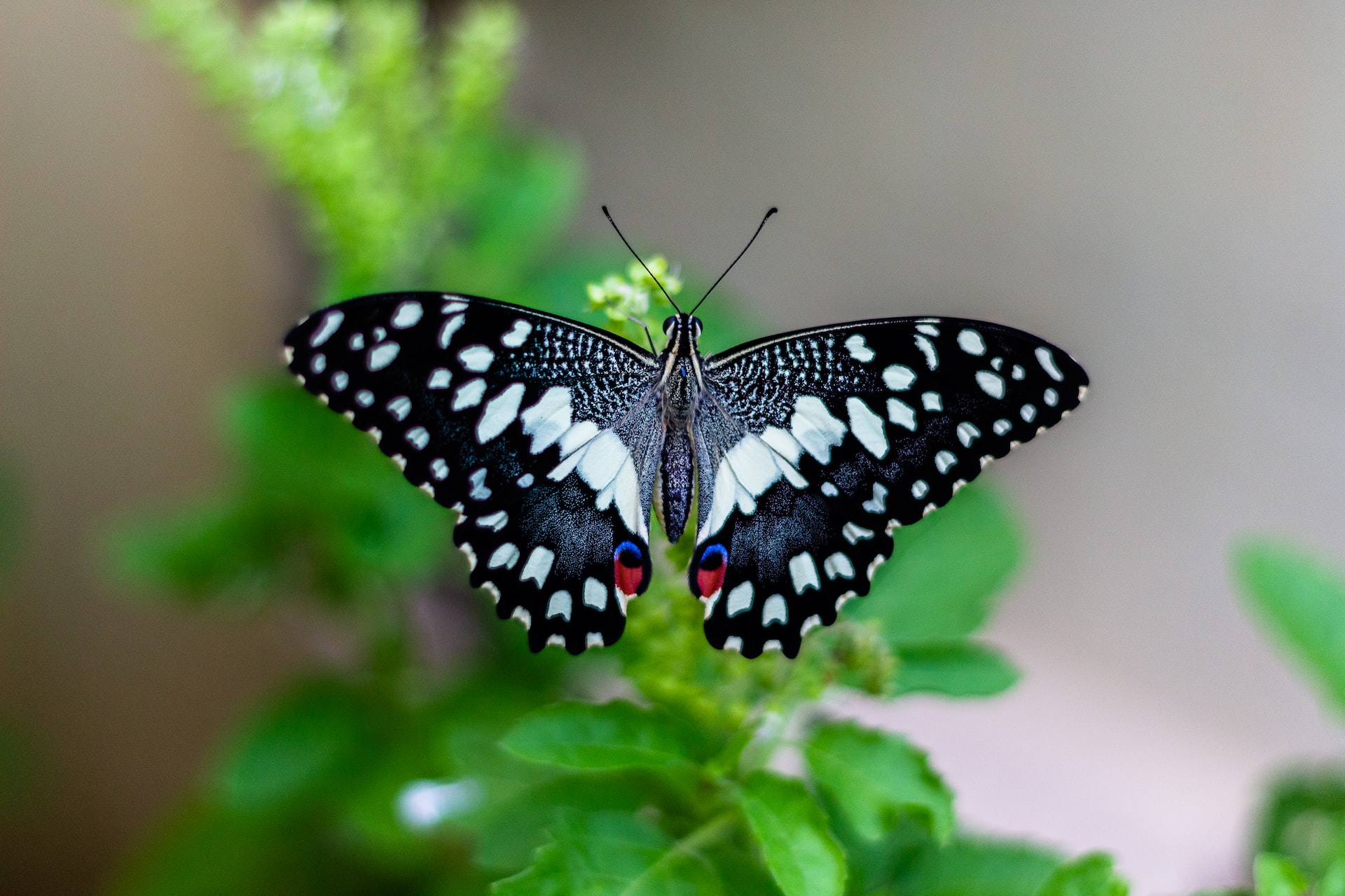 What’s New in WooCommerce 3.0 (Bionic Butterfly)